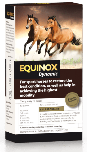 producto equinox dynamic web