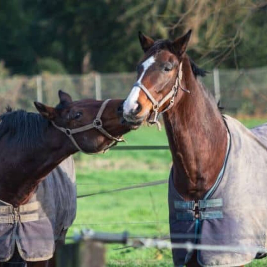 Mantas para caballos: protege a tu compañero equino del frío