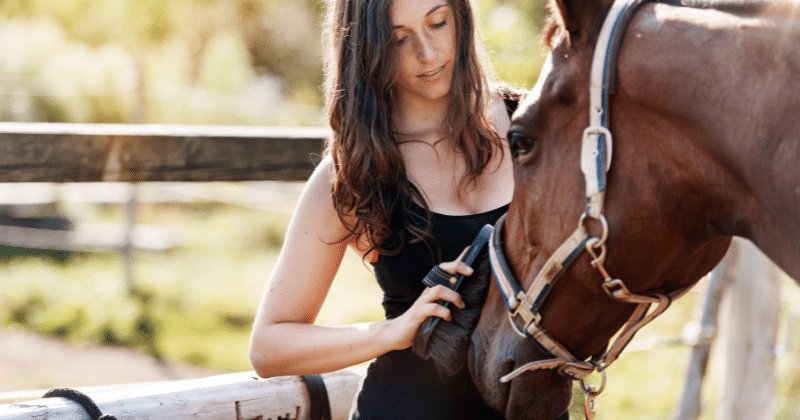 Consejos sobre los cuidados necesarios para un caballo