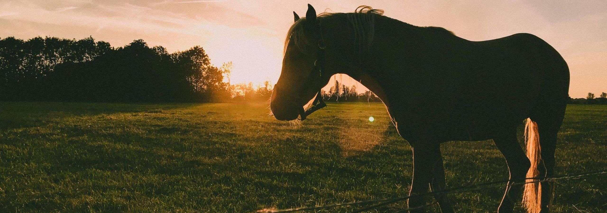 caballo puesta de sol
